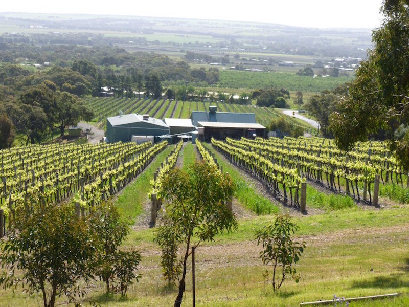 Guests enjoying Barossa Valley wine tour